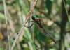 23571 – Photo : Antoine Guibentif – France (74)