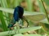 Calopteryx splendens