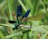 Calopteryx splendens