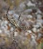 23441 – Photo : Normand Mlaure – France (11)