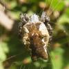 23576 – Photo : Didier Petot – France (20)