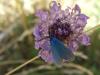23146 – Photo : Mael Garrin – France (65)