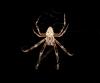 Larinioides sclopetarius