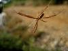 23448 – Photo : Normand Mlaure – France (11)