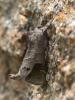 23587 – Photo : Arthropa - Benoit Martha – France (29)