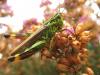 23839 – Photo : Yohan Morizet – France (36)