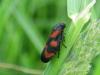 23471 – Photo : deedee – France (54)