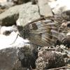 23555 – Photo : Vincent Derreumaux – France (05)