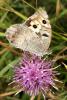 23556 – Photo : Vincent Derreumaux – France (05)