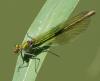 Calopteryx splendens