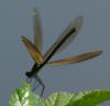 Calopteryx virgo
