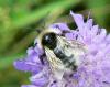 23475 – Photo : Michel Ehrhardt – France (68)