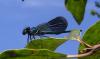 Calopteryx splendens