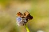 23791 – Photo : David Demerges – France (05)