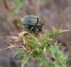 23476 – Photo : E. SERRES – France (06)