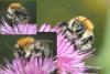 Bombus pascuorum