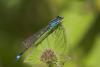 23103 – Photo : microbe – France (62)
