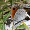23246 – Photo : Vincent Derreumaux – France (26)