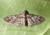 Gymnoscelis rufifasciata