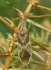 23851 – Photo : Pierre Ducamp – France (47)