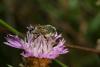 23924 – Photo : eudemis – France (33)