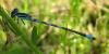 Coenagrion scitulum