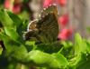 23433 – Photo : Cecile Bassaglia – France (01)