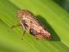 Aphrophora alni