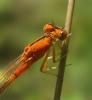 Ischnura pumilio