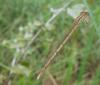 23758 – Photo : mh38 – France (38)