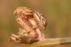 23492 – Photo : basc – France (20)