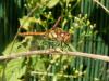 Sympetrum striolatum