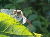 23640 – Photo : Patrick Straub – France (68)