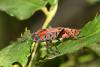 23563 – Photo : Vincent Derreumaux – France (84)