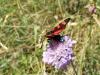 23121 – Photo : Mael Garrin – France (65)