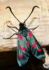 23035 – Photo : Magalie Mazuy – France (66)