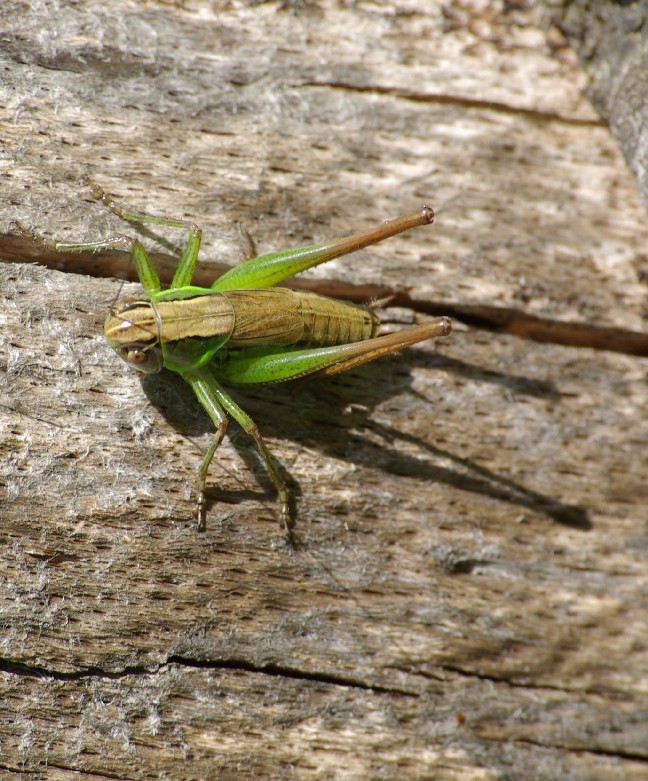 Michel Ehrhardt - Roeseliana roeselii - réf. 23237 (648 x 781 pixels, 167 ko)