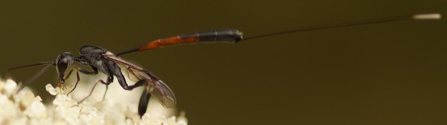 Edith Konik - Gasteruption sp. - réf. 23041 (1500 x 421 pixels, 80 ko)
