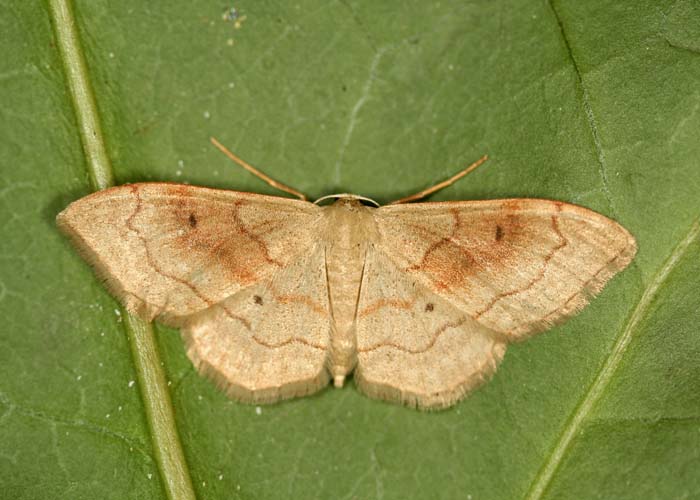Eric SYLVESTRE - Idaea bilinearia - réf. 23120 (700 x 500 pixels, 80 ko)