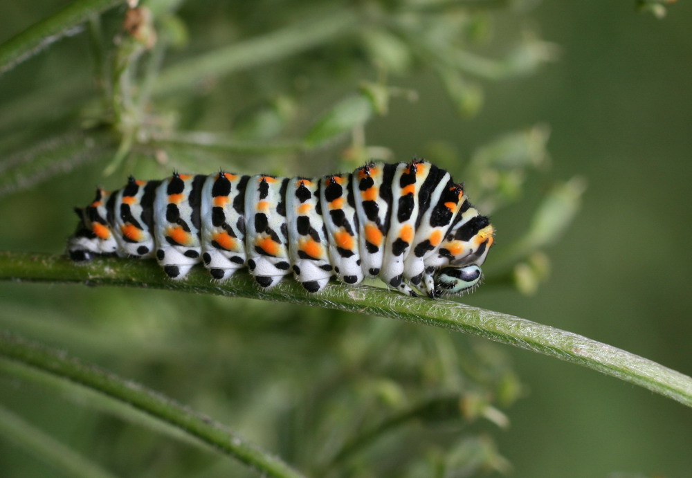 Florent - Papilio machaon - réf. 23774 (1000 x 691 pixels, 134 ko)
