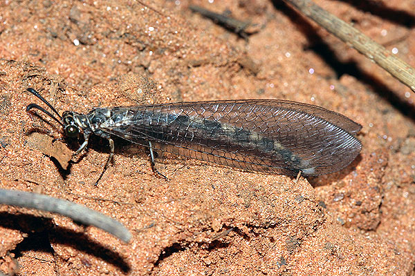 Vincent Derreumaux - Myrmeleon inconspicuus - réf. 23815 (600 x 400 pixels, 180 ko)