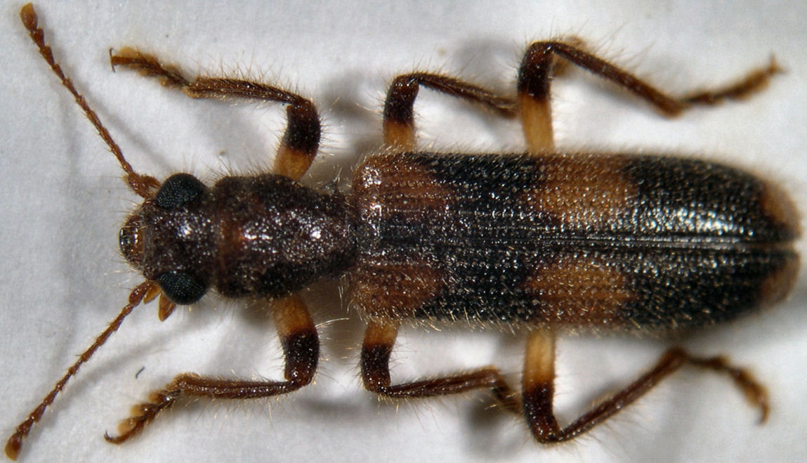 Christian Perez - Opilo domesticus - réf. 23209 (1149 x 659 pixels, 161 ko)