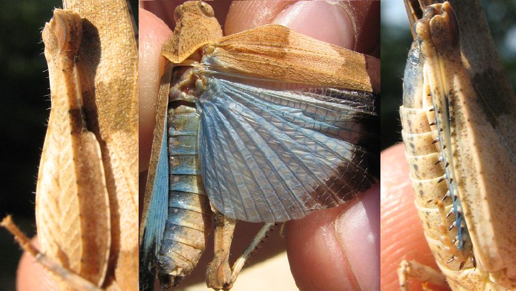 Jeremie Fevrier - Oedipoda caerulescens caerulescens - réf. 23180 (1005 x 566 pixels, 104 ko)