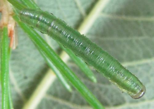 Réf. 230 020 : Pristiphora sp.