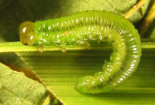 Réf. 230 411 : Nematinae inconnu