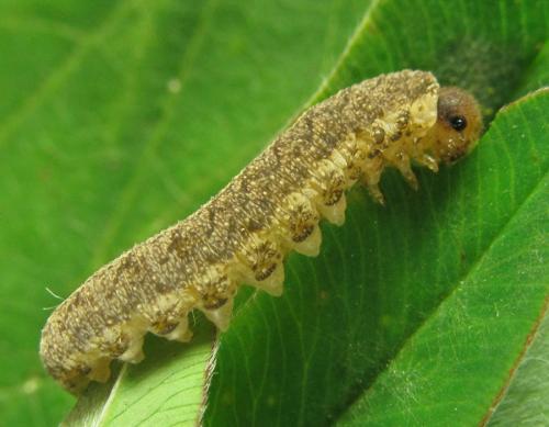 Réf. 230 485 : Tenthredo notha
