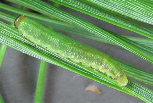 Gilpinia virens