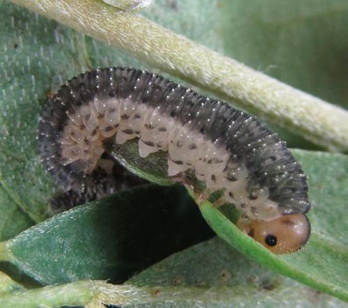 Réf. 230 096 : Rhogogaster picta