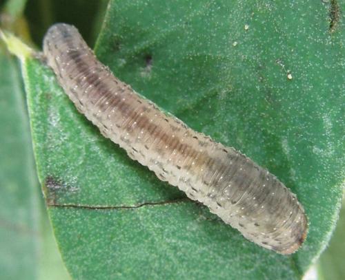 Réf. 230 091 : Rhogogaster picta