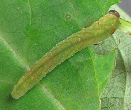 Réf. 230 134 : Tenthredo atra